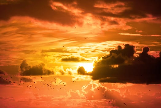 flocks of starlings flying into a bright orange sunset sky in the wild atlantic way