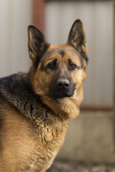 german shepherd stopped on the street and looks intelligent eyes