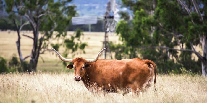 Longhorn cow in the paddock during the afternoon in Queensland