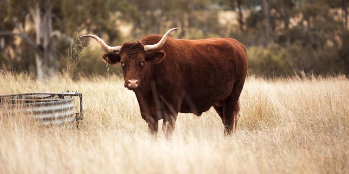 Longhorn cow in the paddock during the afternoon in Queensland