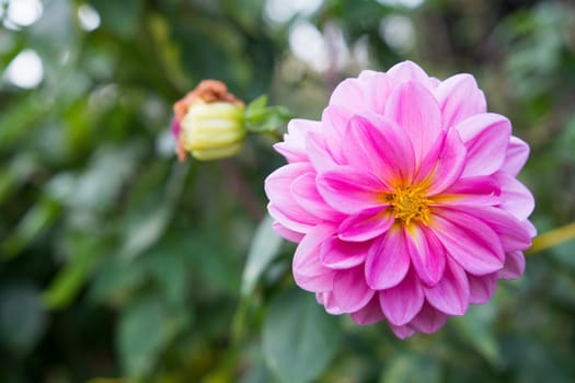 Flower with nice pink blossom and green blurred background.