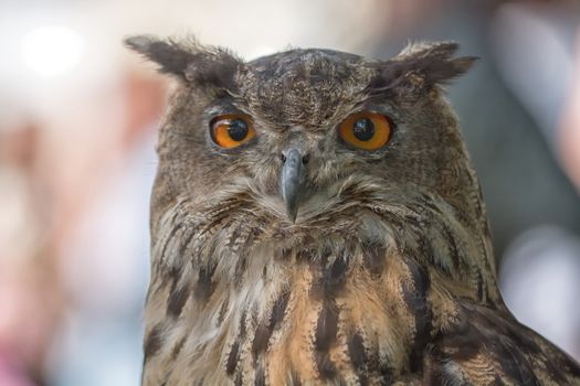 Nice portrait owl with orange eyes and blurred background.
