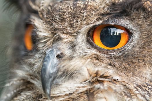 Nice portrait owl with orange eyes.
