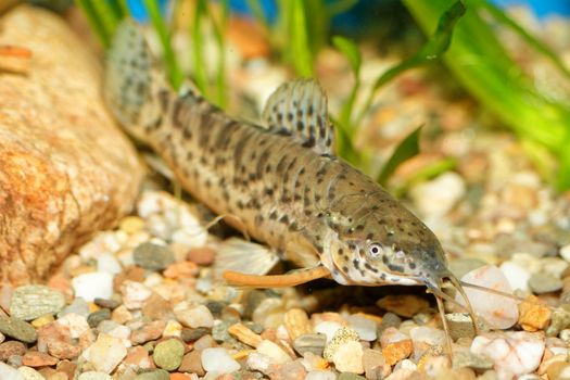 Nice aquarium fish from genus Hoplosternum.