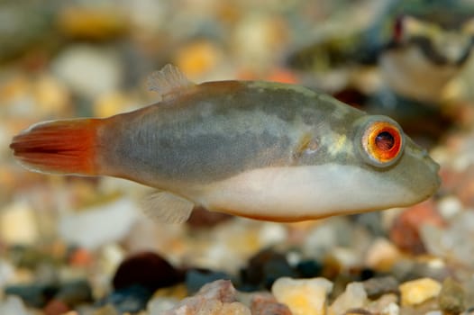 Nice aquarium fish from genus Tetraodon.