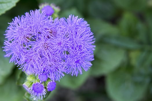 Nice flower with violet blossom with blurred background.