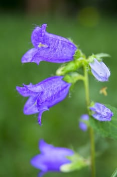 Nice flower with violet bells blossom with blurred background.