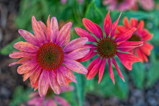 Red flowers with blurred background