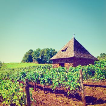 Ripe Black Grapes in the Autumn in France, Vintage Style Toned Picture