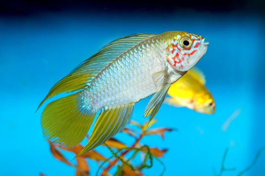Apistogramma fish in aquarium with blue background.