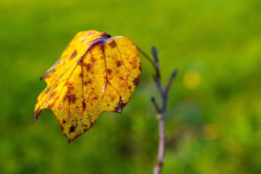 Colored leaf with blurred green background.