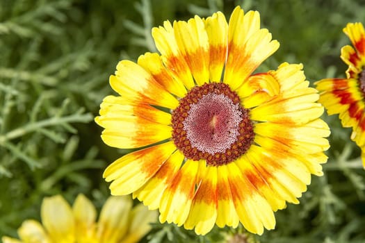 Nice flower with yellow orange blossom with blurred background.