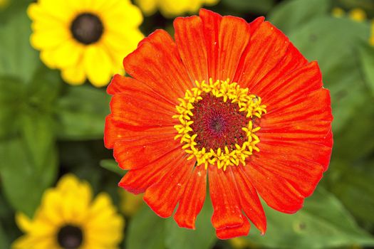 Nice zinia flower with red blossom with blurred background.