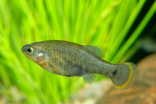 Nice aquarium fish from genus Goodea.