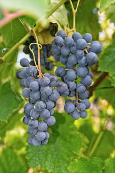 Matured grapes for good red wine