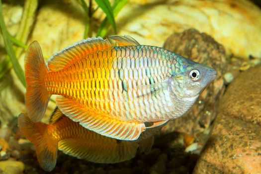 Rainbow fish from genus Melanotaenia in aquarium.