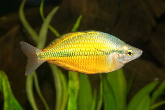 Rainbow fish from genus Melanotaenia in aquarium.