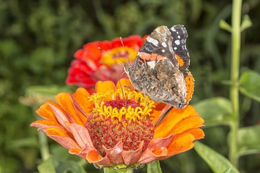 Butterfly on a red flower with a nice background.