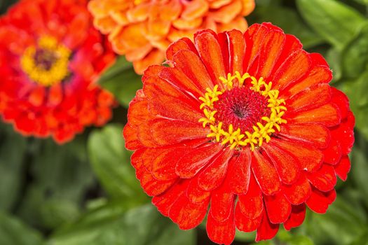 Nice zinia flower with red blossom with blurred background.