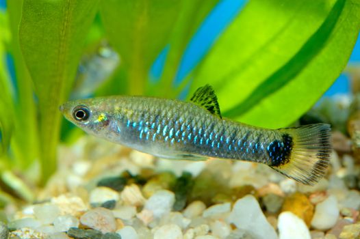 Nice aquarium fish from genus Poecilia.