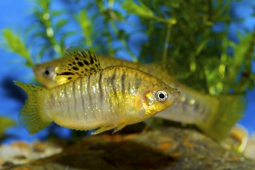 Fish from genus Poecilia in a aquatrium