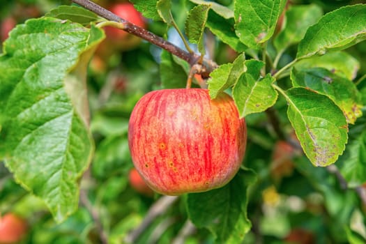 Beautiful red apple on a tree