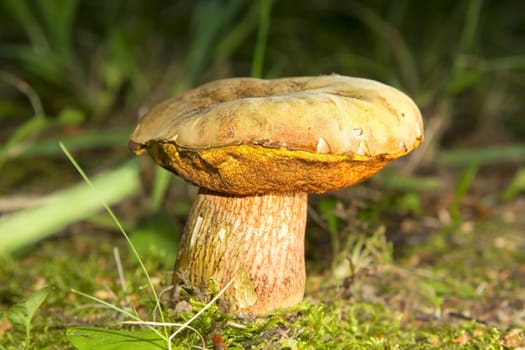 Nice big brown mushroom in the grass.