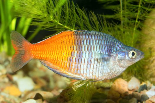 Rainbow fish from genus Melanotaenia in aquarium.