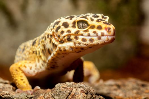 Portrait of gecko with blurred background.