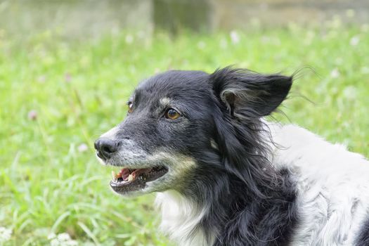 Nice black white dog portrait in park.