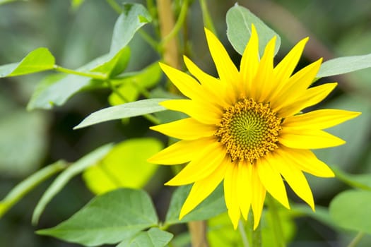 Nice sunflower blossom with blurred green background.