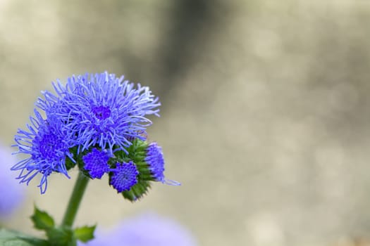 Nice flower with violet blossom with blurred background.