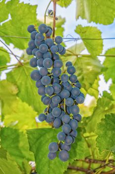 Matured grapes for good red wine