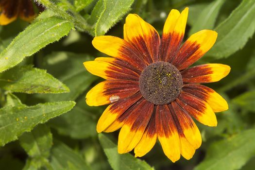 Nice flower with brown yellow blossom with blurred background.