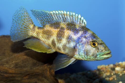 Cichlid fish from genus Nimbochromis in the aquarium