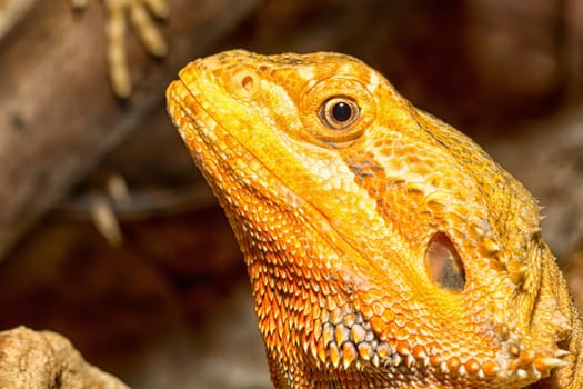 Detail of the head agamy in a terrarium