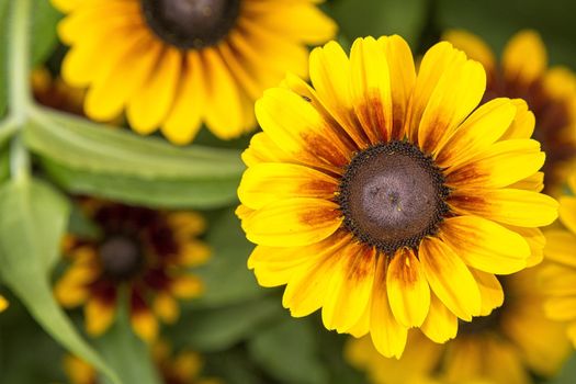 Nice flower with brown yellow blossom with blurred background.