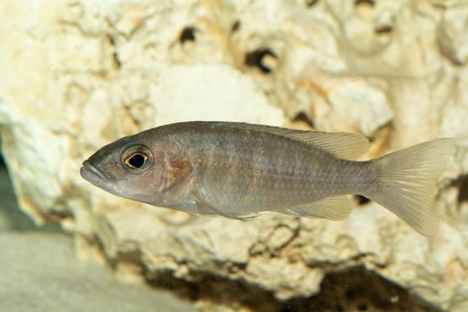 Aquarium cichlid fish from genus Aulonocara.