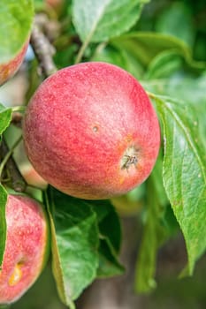 Beautiful red apple on a tree
