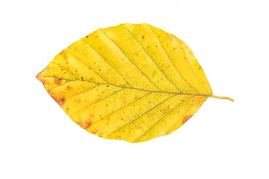 Colored leaf isolated on a white background
