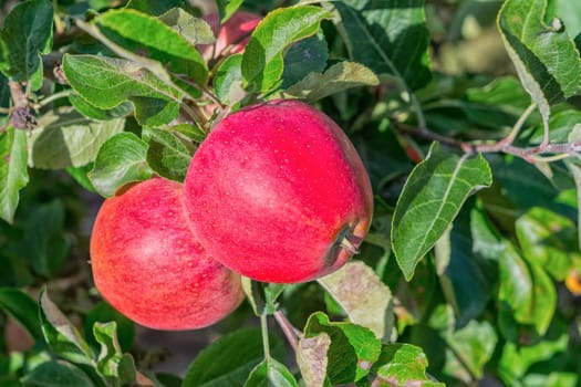 Beautiful red apples on a tree