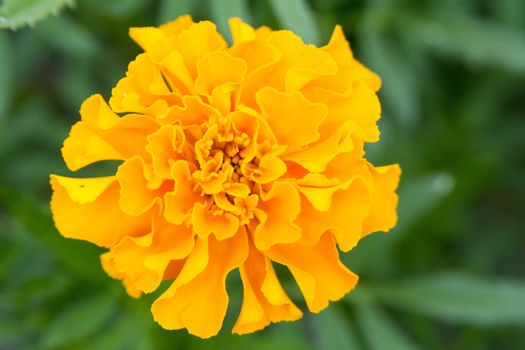 Nice flower with orange blossom with blurred background.