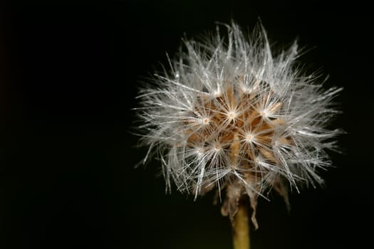 Beautiful blossom dandelion with a black background
