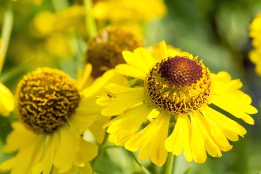 Nice flower with brown yellow blossom with blurred background.