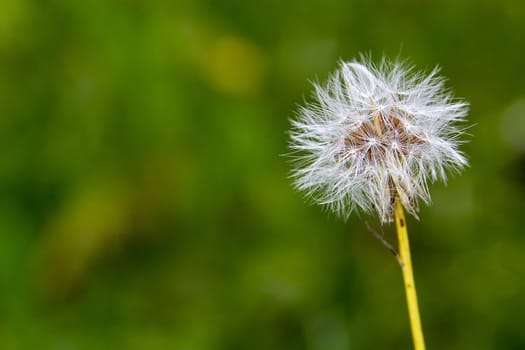Beautiful blossom dandelion with a blurred green background.