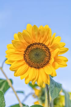 Summer field, sunflower, blue sky