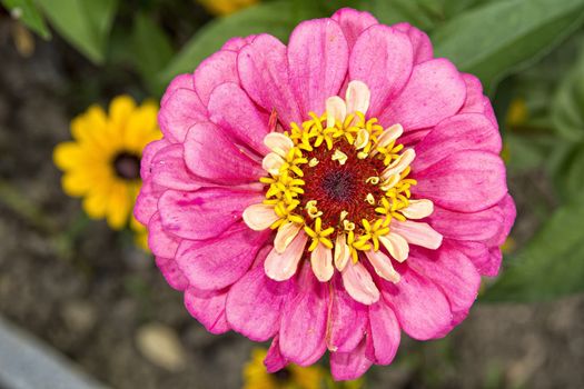 Nice zinia flower with pink blossom with blurred background.