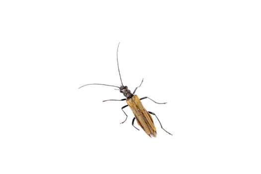 Brown insect isolated on the white background