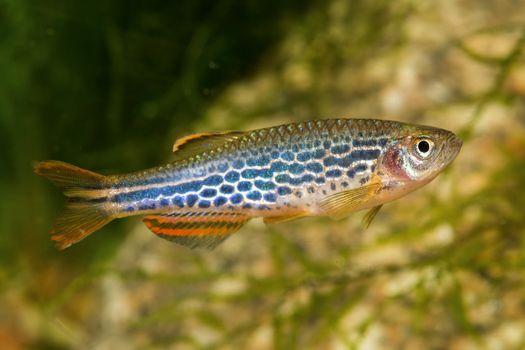 Barb fish from the genus Danio in the aquarium