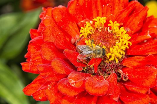 Red zinia blossom with one small bee.